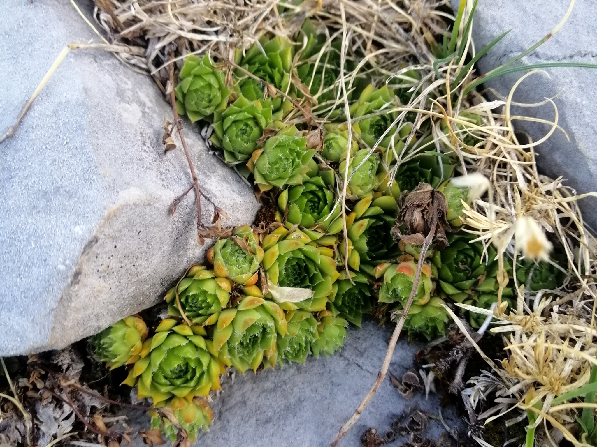 Sempervivum 'Sanford's Hybrid'