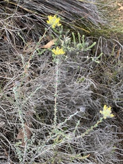 Aspalathus tridentata