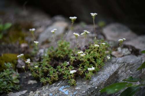 Saxifraga pubescens, photograph 4