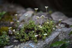 (c) Flavien Saboureau, some rights reserved (CC BY) Saxifraga pubescens, photograph (c) Flavien Saboureau, some rights reserved (CC BY)