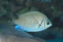 Chromis alpha