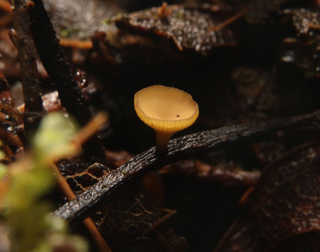 Rutstroemia sp. 'PA02'