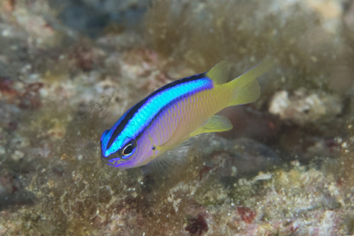 Blueline demoiselle (Chrysiptera caeruleolineata) — Pomacentridae