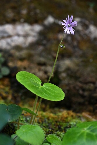 Soldanella villosa, photograph 1