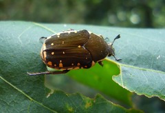 Clinteria chloronota