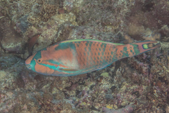 Scarus longipinnis