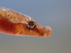 Pugnose Pipefish photo 3