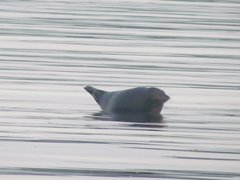 Pusa hispida hispida