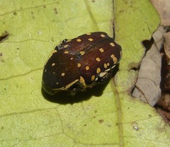 Clinteria chloronota