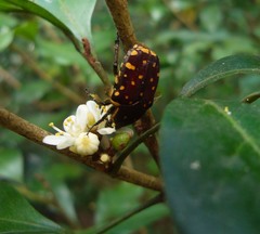 Clinteria chloronota