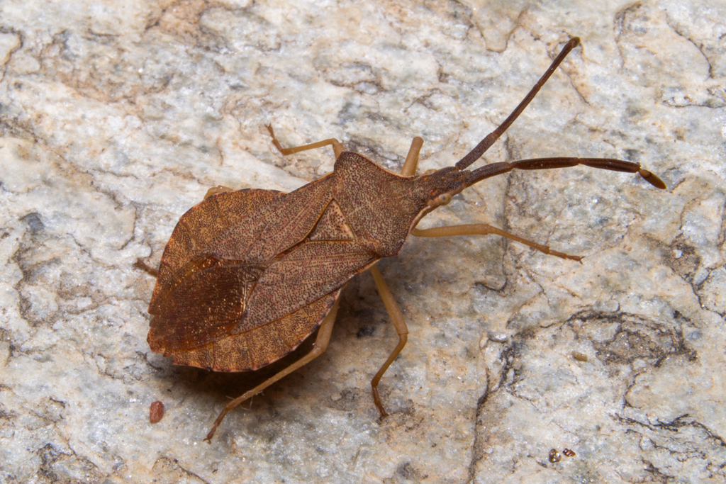 Haploprocta umbrina