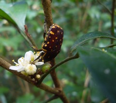 Clinteria chloronota