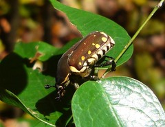 Clinteria chloronota