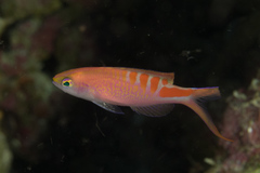 Pyronotanthias lori