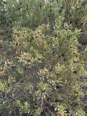 Leucadendron glaberrimum erubescens