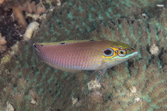 Halichoeres melasmapomus