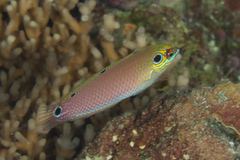 Halichoeres melasmapomus