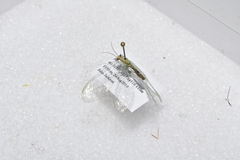 Chrysopa coloradensis