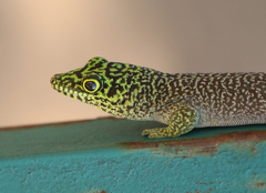 Phelsuma standingi