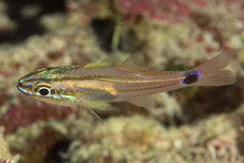 Fransseda's cardinalfish (Ostorhinchus franssedai) — Apogonidae — 4