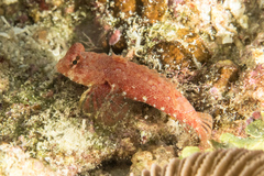 Synchiropus morrisoni