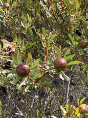 Leucadendron glaberrimum erubescens