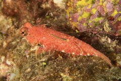 Synchiropus morrisoni