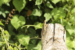 Sceloporus albiventris