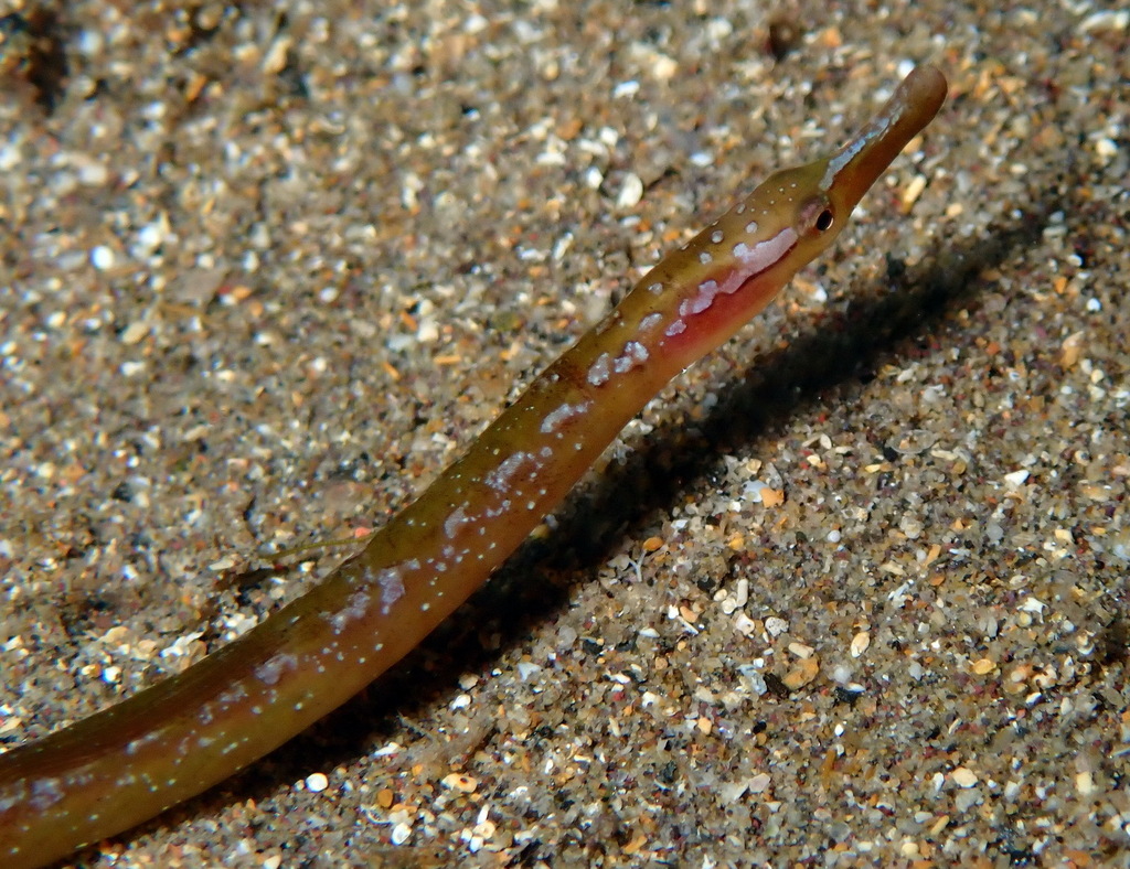 Spotted pipefish (Nerophis maculatus) — Syngnathidae