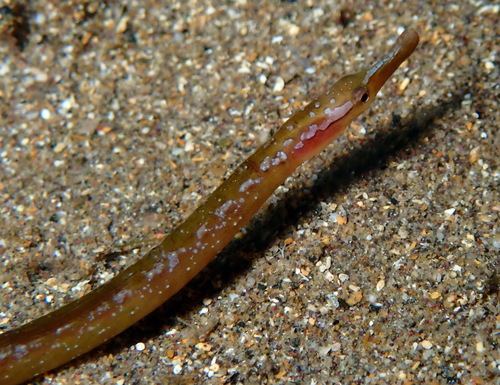 Spotted pipefish (Nerophis maculatus) — Syngnathidae
