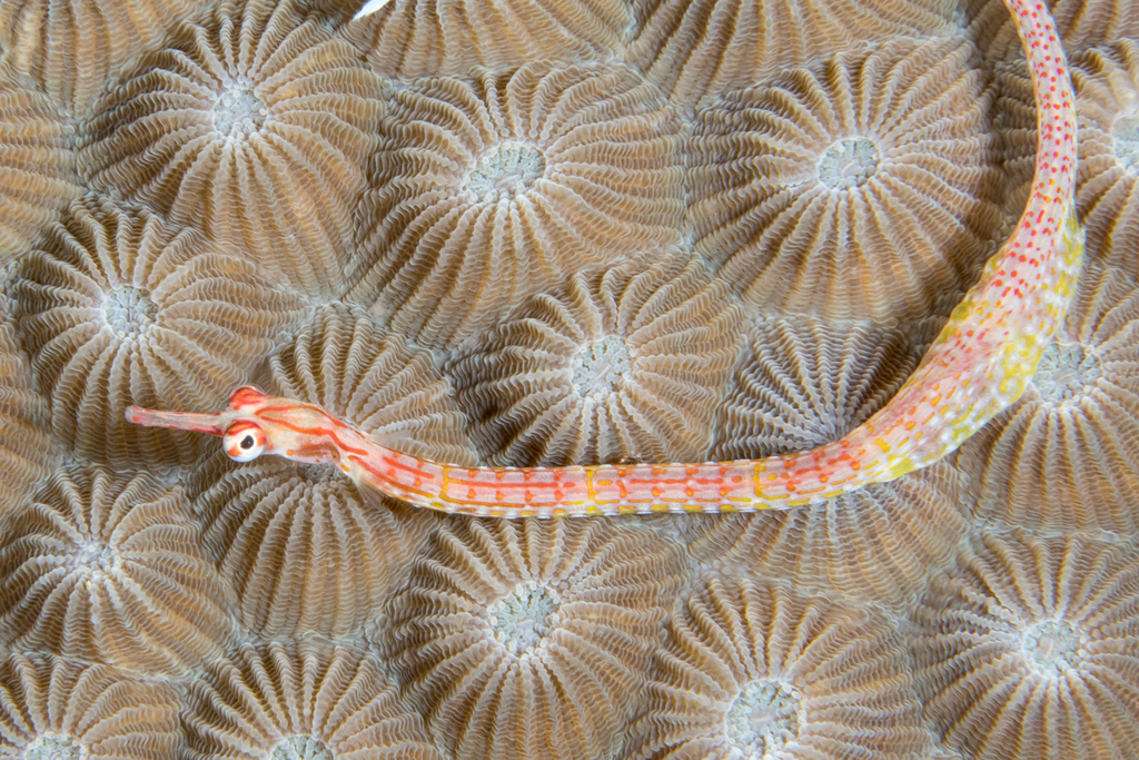 Black-Breasted Pipefish