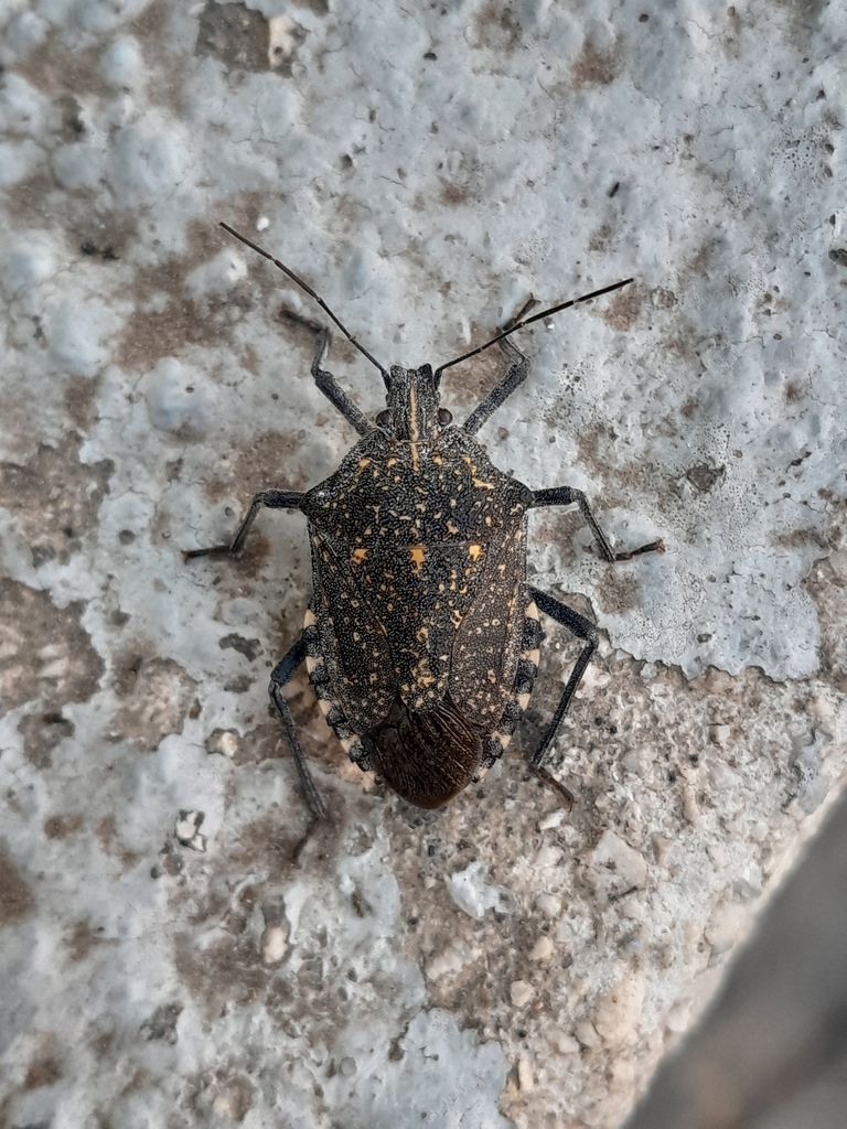 Almond Stink Bug from QMVX+R9, Sidari 490 81, Řecko on August 18, 2025 ...