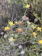 Aspalathus tridentata