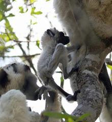 Propithecus verreauxi