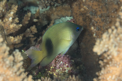Plectroglyphidodon johnstonianus