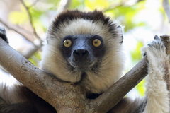 Propithecus verreauxi