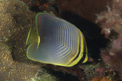 Chaetodon baronessa