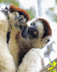 Propithecus verreauxi