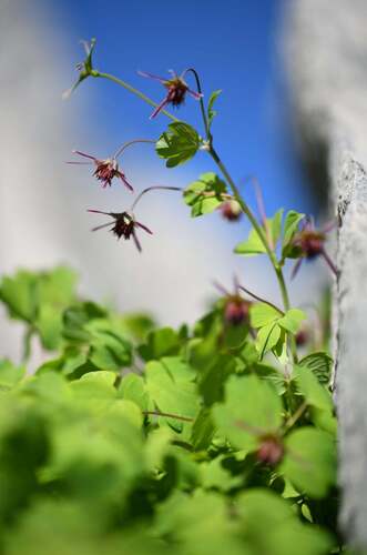 Large-fruited meadow rue (Thalictrum macrocarpum)