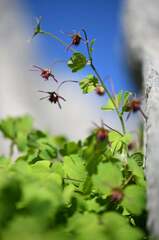 Thalictrum macrocarpum