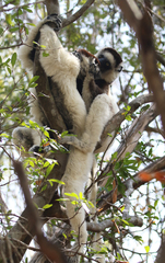 Propithecus verreauxi