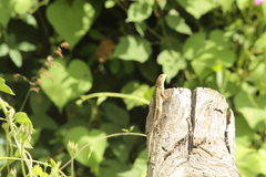 Sceloporus albiventris