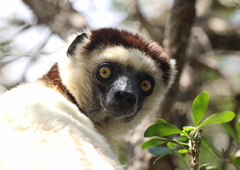 Propithecus verreauxi
