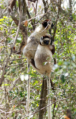 Propithecus verreauxi