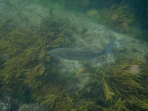 Dicentrarchus labrax