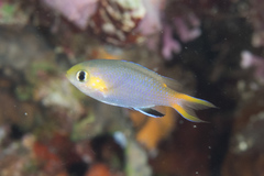 Pycnochromis acares