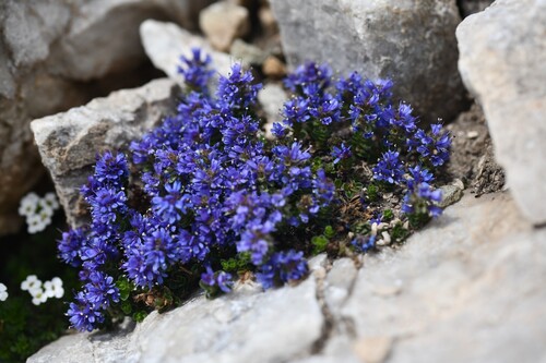 Veronica nummularia (Veronica nummularia)