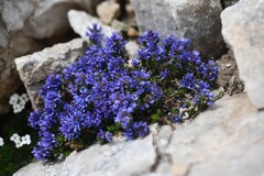 Veronica nummularia, photograph (c) Flavien Saboureau, some rights reserved (CC BY)