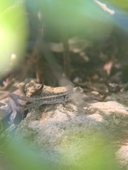 Sceloporus cozumelae