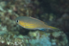 Pycnochromis vanderbilti